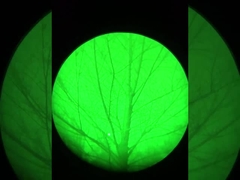 Efekt widzenia nocnego